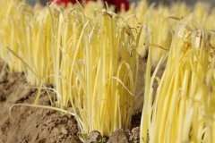 山東云唐土壤重金屬測定儀，值得買嗎？